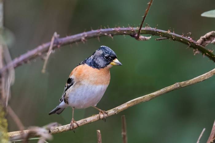 Brambling shutterstock_1066202234.jpg