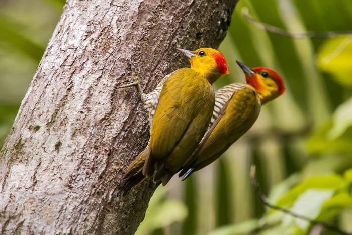 Yellow-throated-Woodpeckers,-Atlantic-Rainforest,-Brazil-shutterstock_591474716.jpg