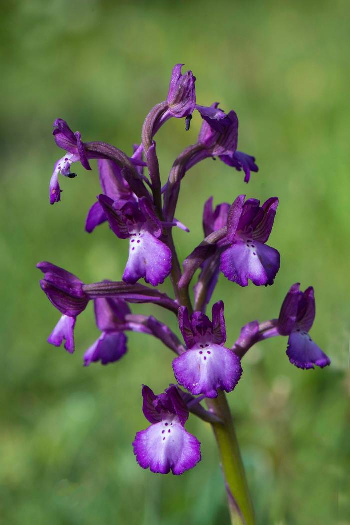 Orchis boryi (Mike Vickers)