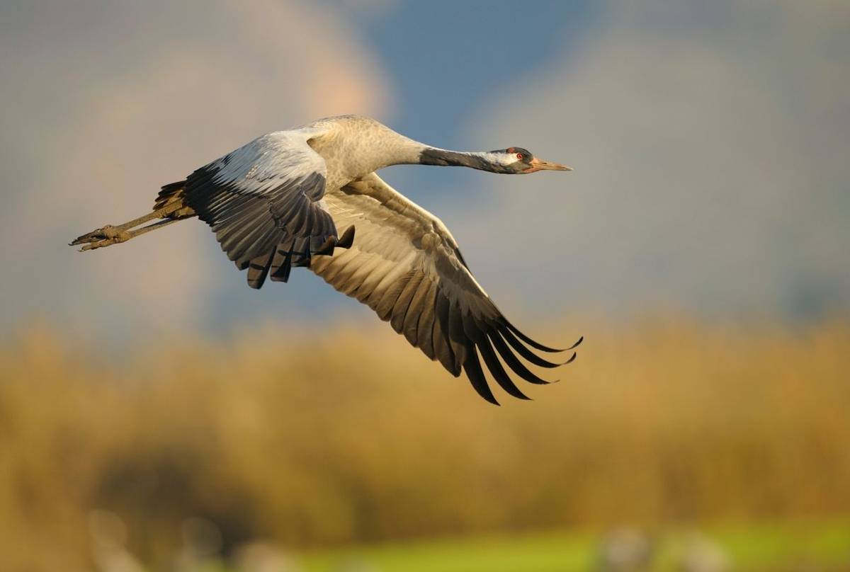 Common Crane shutterstock_156053996.jpg