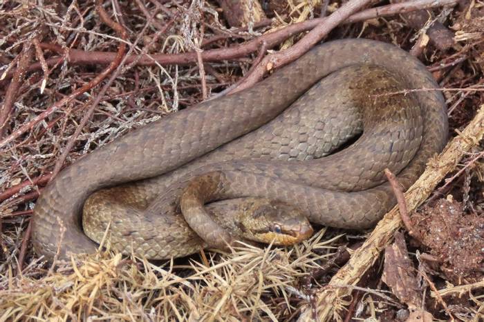 Smooth Snake (Coronella austriaca) © Alec MacIntyre, May 2023 tour