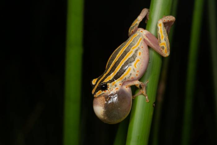 Painted Reed Frog (Hyperolius marmoratus taeniatus) © Tyrone Ping 2022
