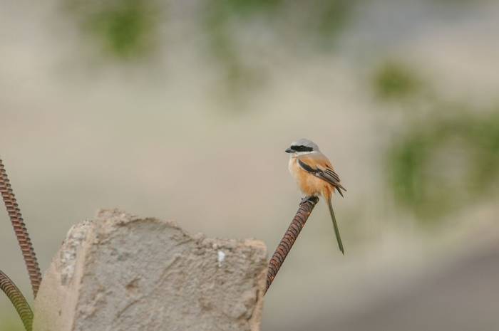 Long-tailed Shrike © M. Valkenburg