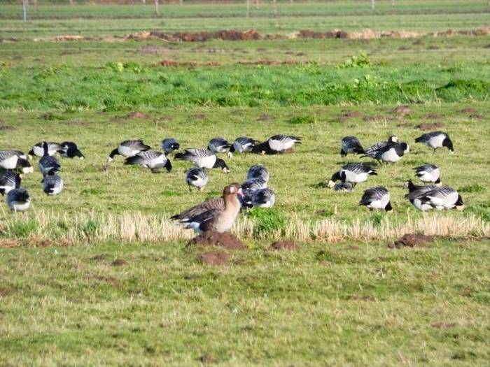 White front & Barnacle Geese, Matt Collis.jpg