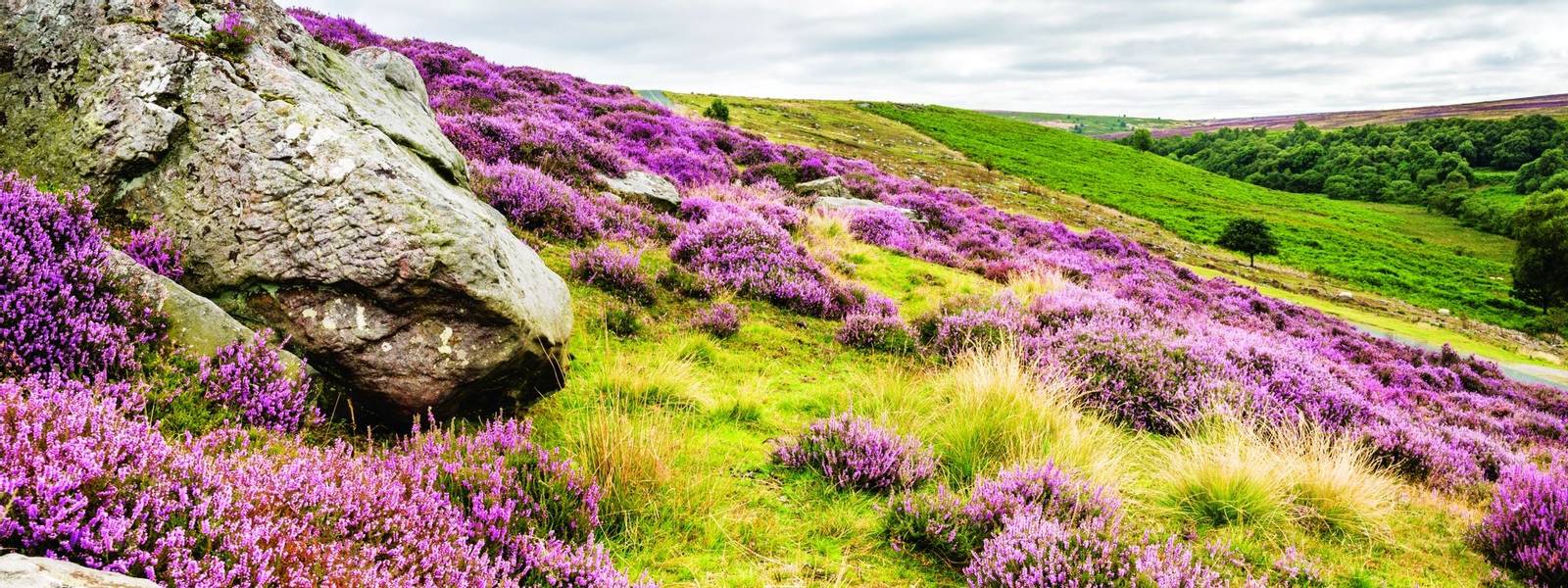 Goathland Moor Heather and Crags