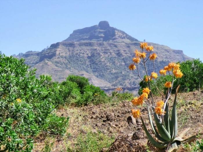 Aloe flower, Ethiopia shutterstock_132229853.jpg