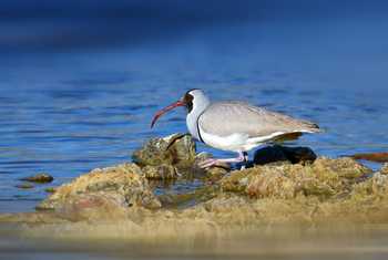 Ibisbill shutterstock_661788145 (2).jpg