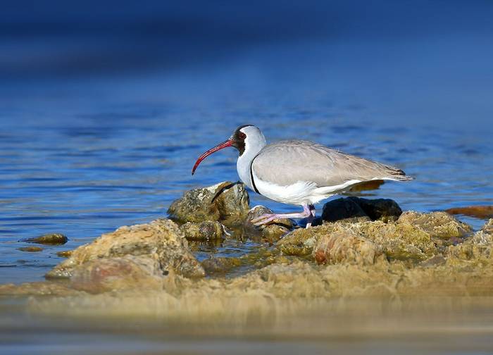 Ibisbill shutterstock_661788145 (2).jpg