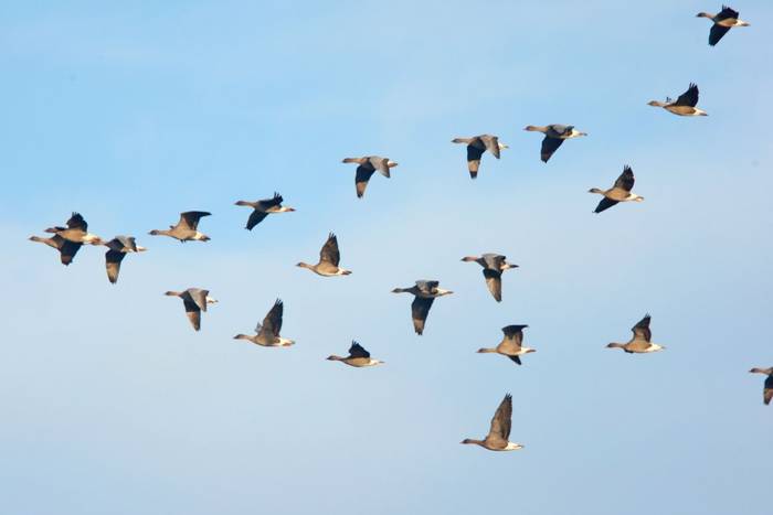 Flock of Pink-footed Geese in flight, Norfolk, England, UK.