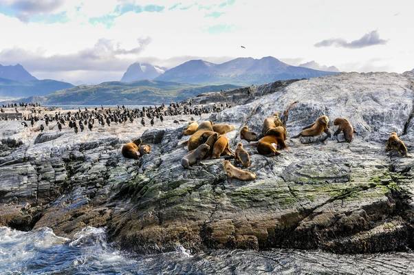 Sealions And Penguins, Beagle Channel, Tierra Del Fuego Shutterstock 312462830