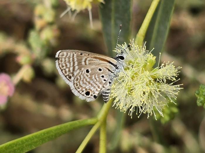 Bright Babul Blue © Neil Sherman November 2025 tour