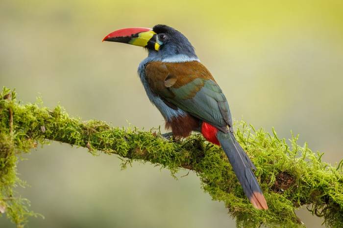 Grey-breasted Mountain Toucan, Ecuador shutterstock_2403209375.jpg