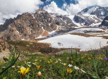 Alpine Flowers of the Tien Shan