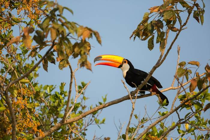 Toco Toucan