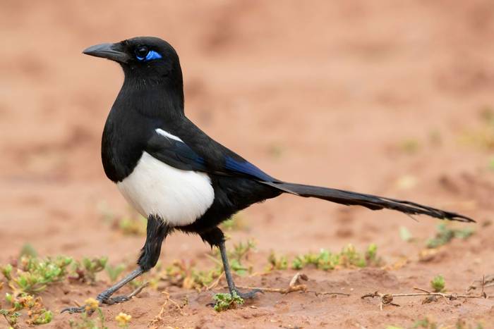 Maghreb Magpie