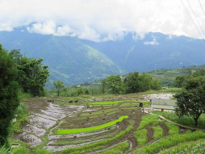 Rice paddies above Kalimpong.jpg