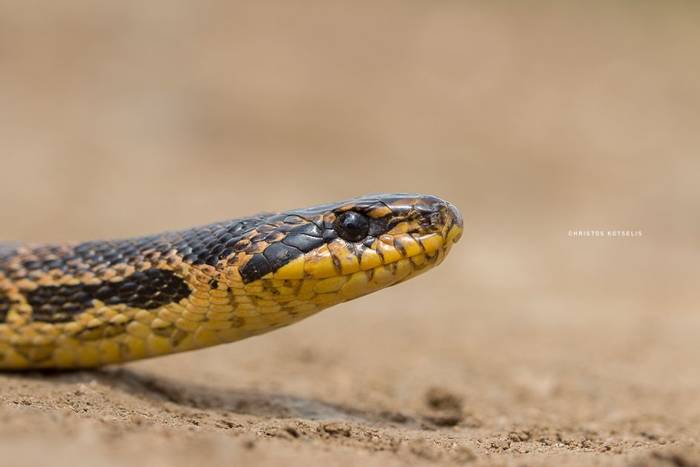 Blotched Rat Snake (Elaphe sauromates) © Christos Kotselis