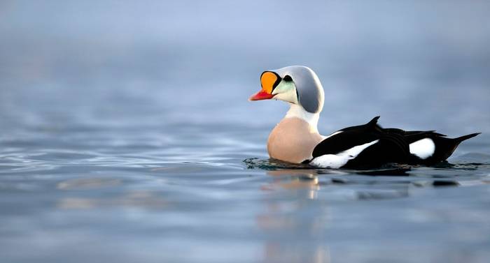 King Eider shutterstock_2121951347.jpg