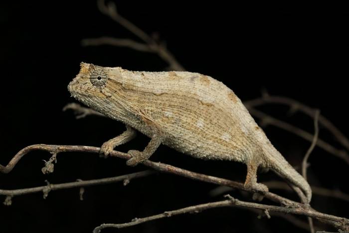 Kenya Pygmy Chameleon (Rieppeleon kerstenii) © Laura and Bobby Bok, April 2023