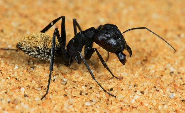 Sand ant, Namibia