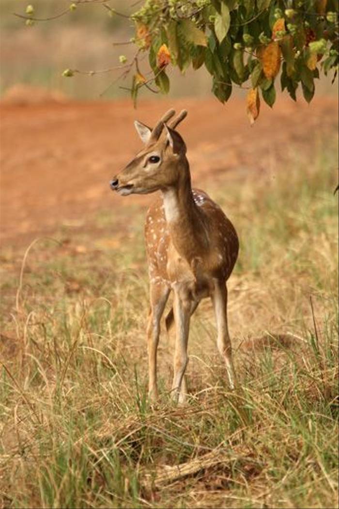 Spotted Deer, Tadoba (Bret Charman)
