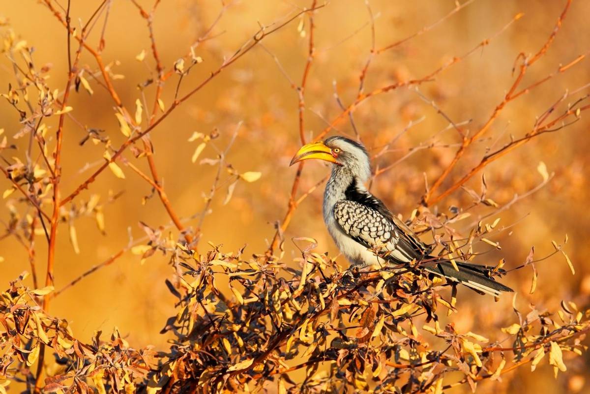 Southern Yellow-billed Hornbill, Hwange National Park, Zimbabwe shutterstock_370090052.jpg
