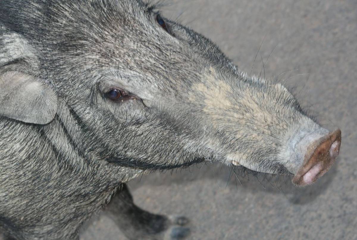 Wild Boar (Mary Brewer)