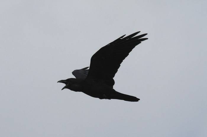 Raven (Matt Eade).jpg