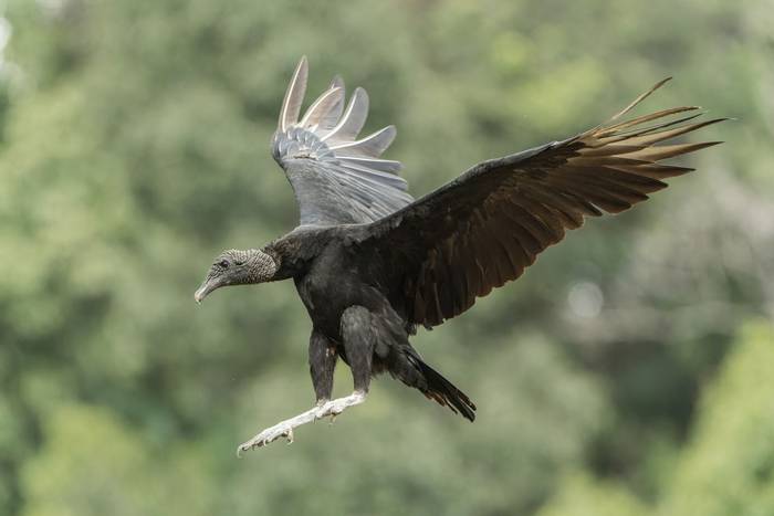 Black Vulture, Laguna de Lagarto, Costa Rica, 3 April 2022, KEVIN ELSBY FRPS.jpg