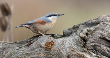 Nuthatches will often visit bird feeders in gardens that are close to suitable habitat