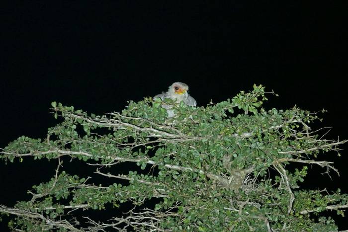 Secretary Bird © Laura and Bobby Bok, April 2023