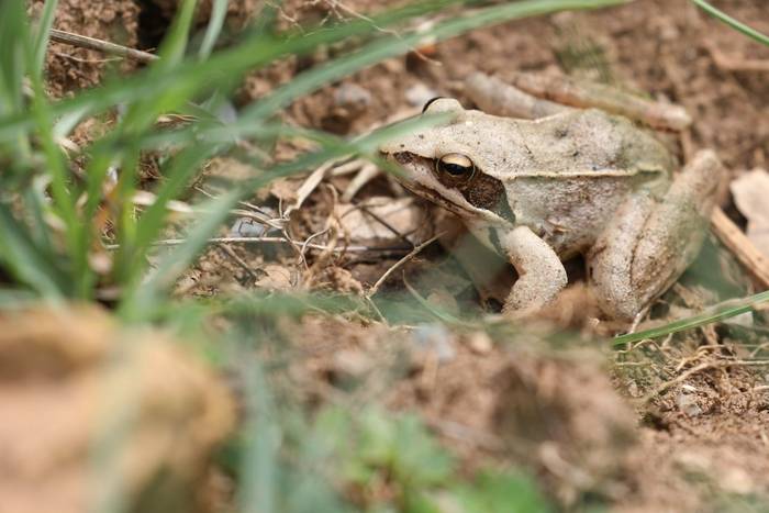 Agile Frog (Rana dalmatina) © participant Simon Bunker, April 2025 tour