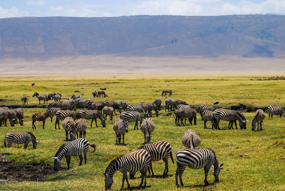 Zebras grazing in the beautiful plains of the Ngorongoro National Park. Safari in Tanzania, Africa