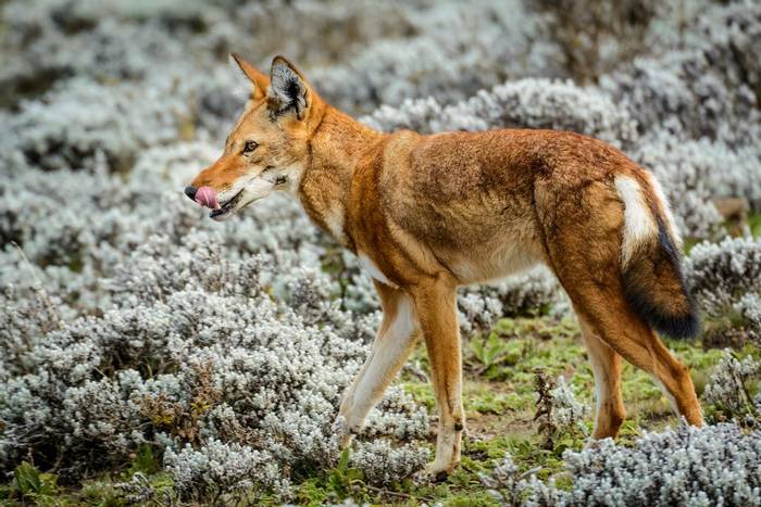 Ethiopian Wolf