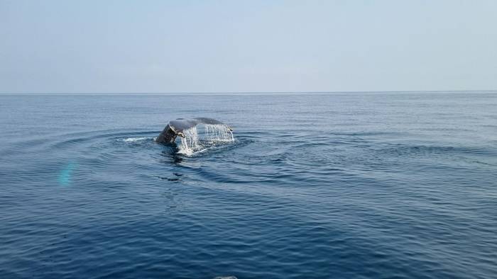 Humpback Whale (Su Gough).jpg