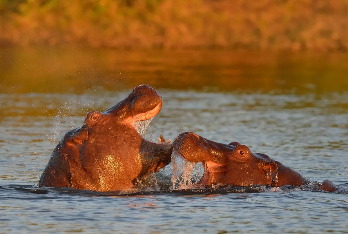 Hippos, Chobe National Park Shutterstock 189270944