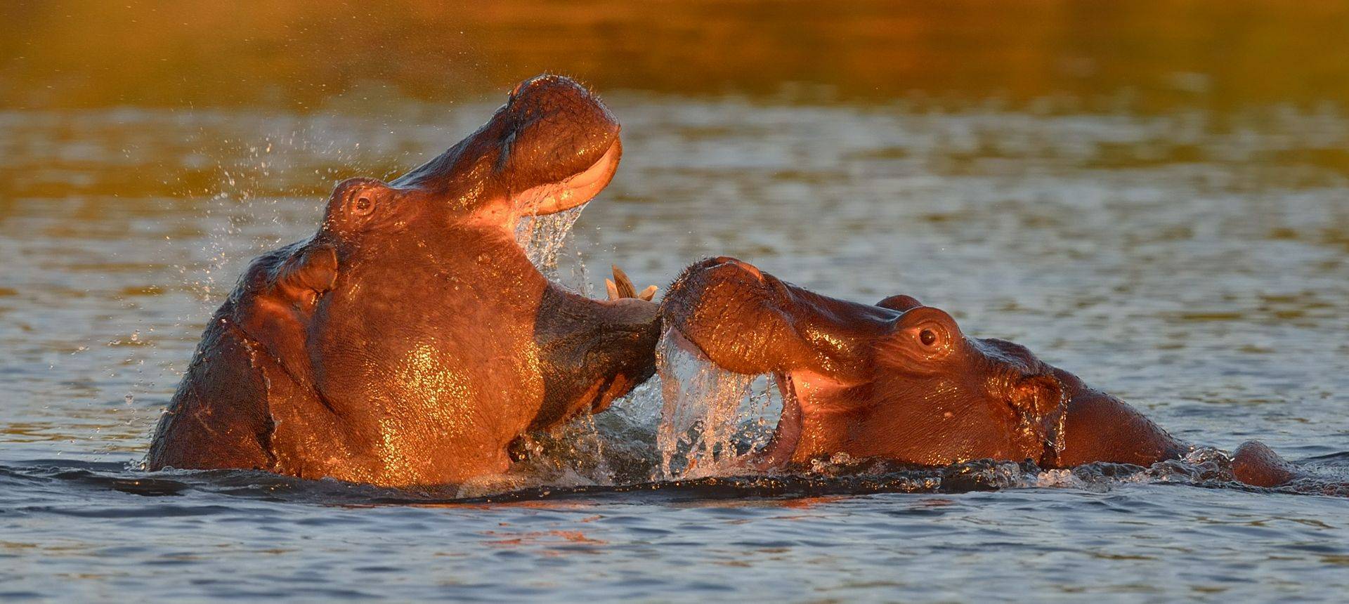 Hippos, Chobe National Park Shutterstock 189270944