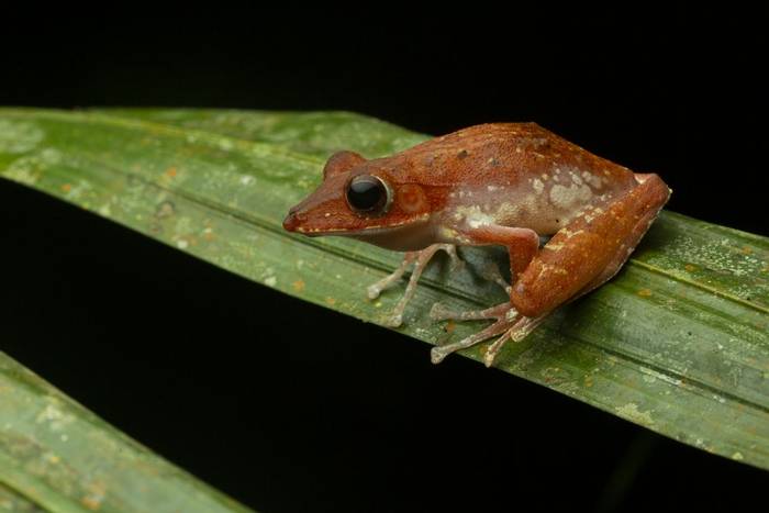 Collett's Tree Frog (Polypedates colletti) © C.Ryan