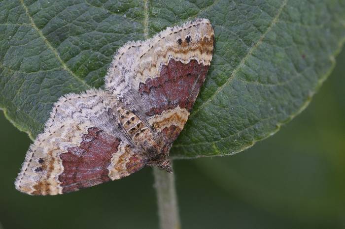 Red Twin-spot Carpet, Josh Phangurha