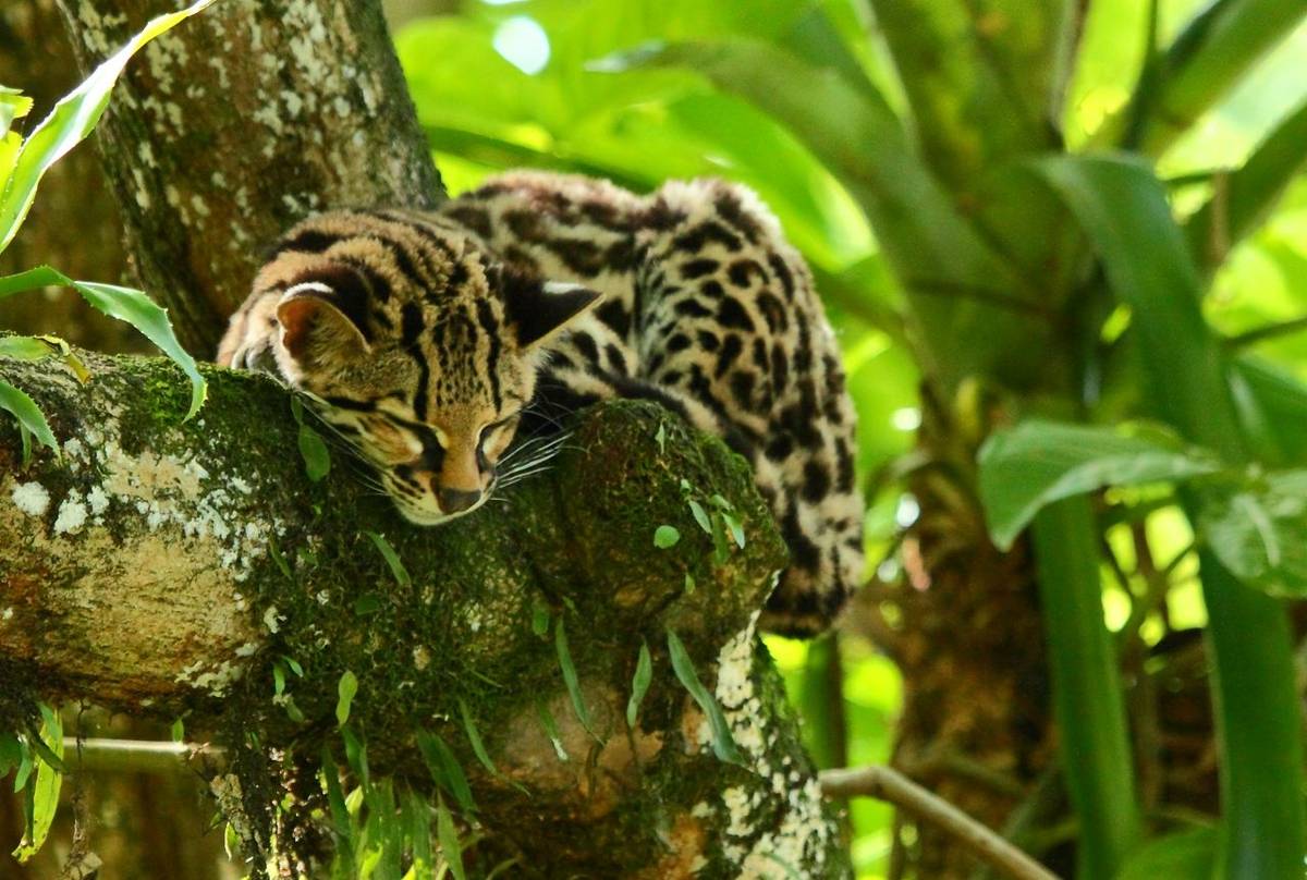 Margay