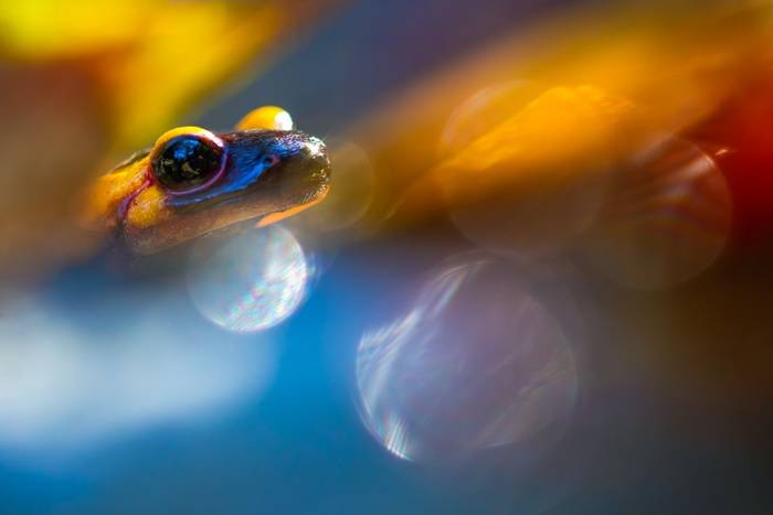 Italian Fire Salamander (Salamandra salamandra ssp. gigliolii) © Simone Giachello