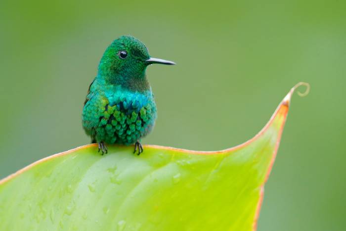 Green Thorntail, Costa Ricashutterstock_1028906023.jpg