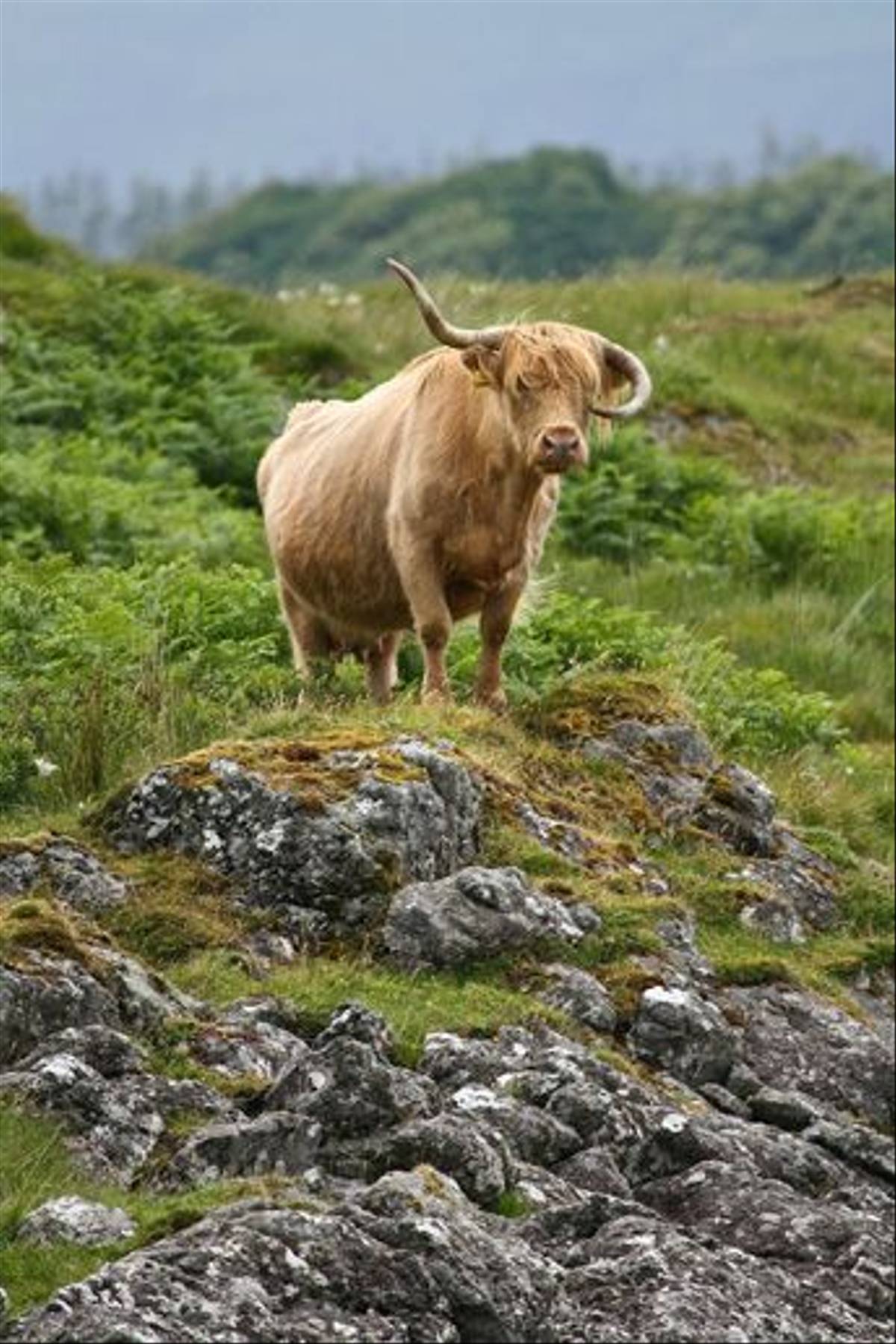 Highland Cow (Dani Free)