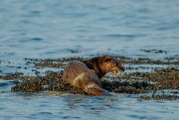 Otter (Paul Nicholson).jpg