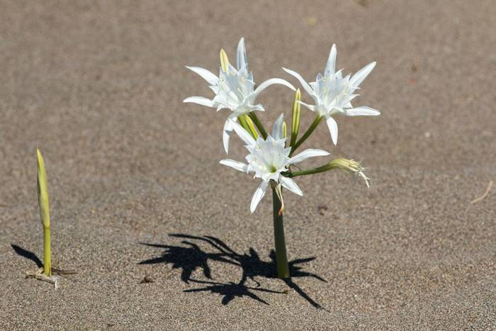 Sea Daffodil