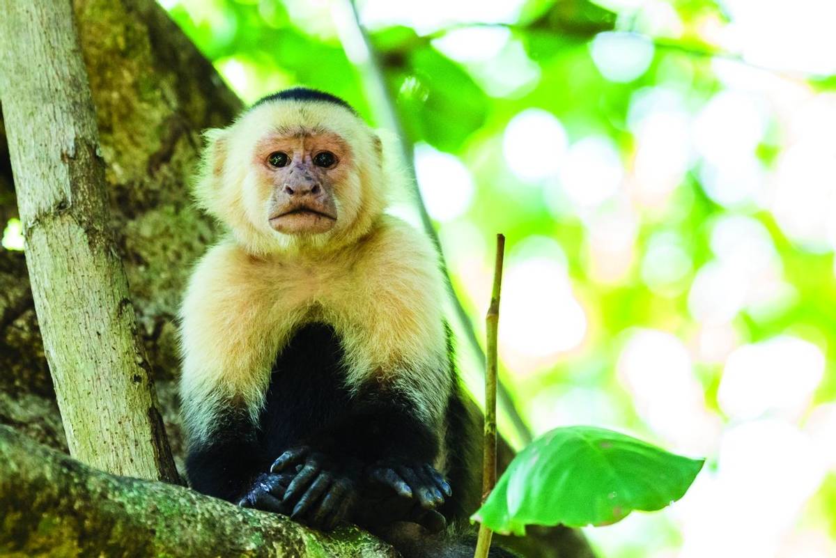 A white faced capuchin fills the frame as it sits on a branch in the treetops of a dry forest in Costa Rica.