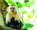 A white faced capuchin fills the frame as it sits on a branch in the treetops of a dry forest in Costa Rica.