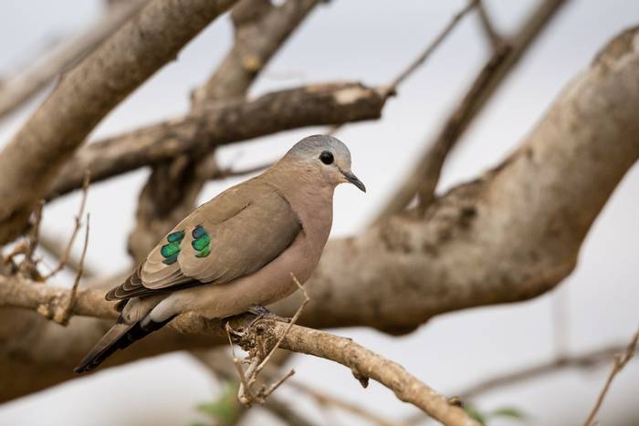 Emerald-spotted Wood Dove