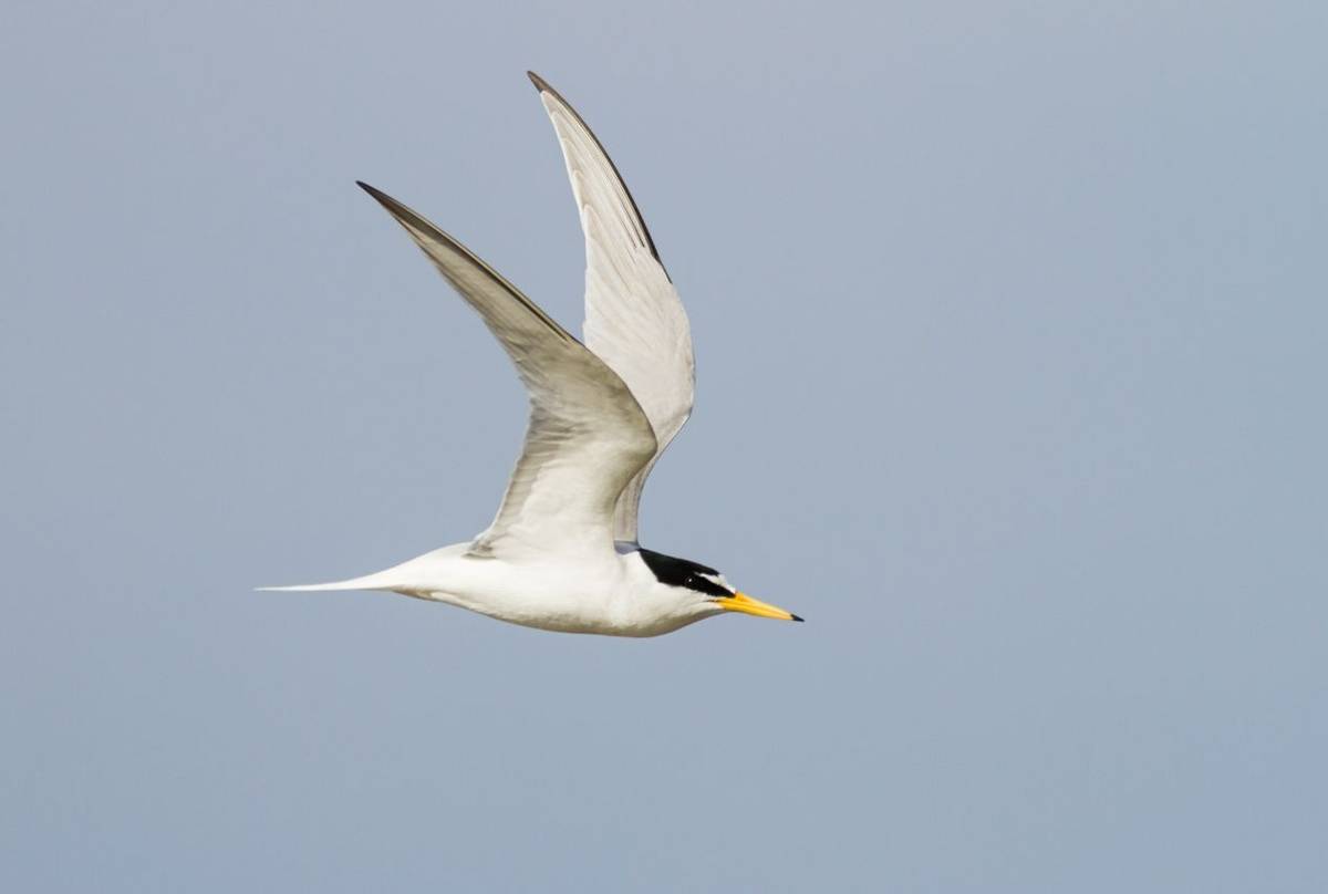 Little Tern shutterstock_1707349726.jpg