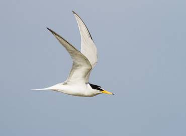 Pagham Harbour, West Sussex (Day Trip)